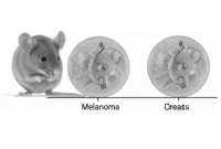 واکسن سرطان، جلوی چندین تومور رو تو موش‌ها برای ۲۵۰ روز گرفت