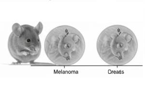Cancer Vaccine Blocks Multiple Tumors in Mice For 250 Days.970Z